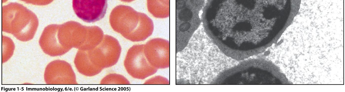 Lenfositler küçük sitoplazmalarında birkaç organel bulunan nukleusa ait