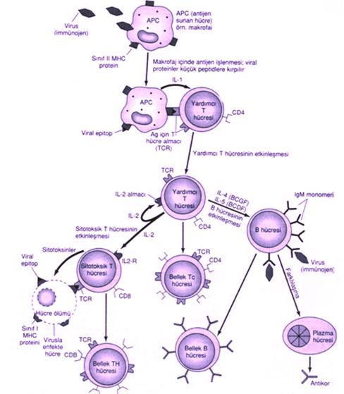 T ve B lenfositleri reseptörleri aracılığıyla antijen