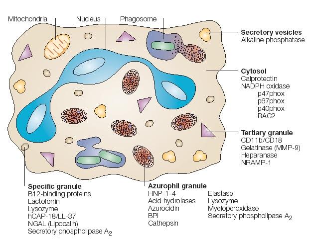 Fagositik Hücreler hem fagositoz ve hücre öldürebilme (Sitotoksisite)