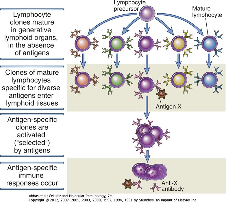 LENFOSİT UYARISI ile KLONAL YANIT Lenfosit klonları primer lenfoid organlarda antijen varlığından bağımsız gelişir Naif B lenfositleri Çeşitli antijenlere özgül olgun lenfositler sekonder lenfoid