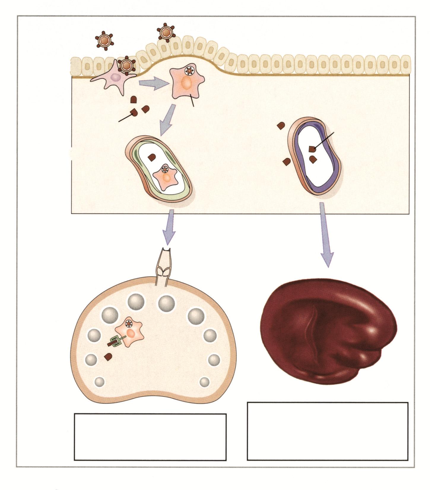 Mikropların Yakalanması ve Antijen Sunucu Hücrelerce (ASH) Sunulması Epitel Bağ dokusu Kan dolaşımına giren antijen Epitel ve bağ dokusundan