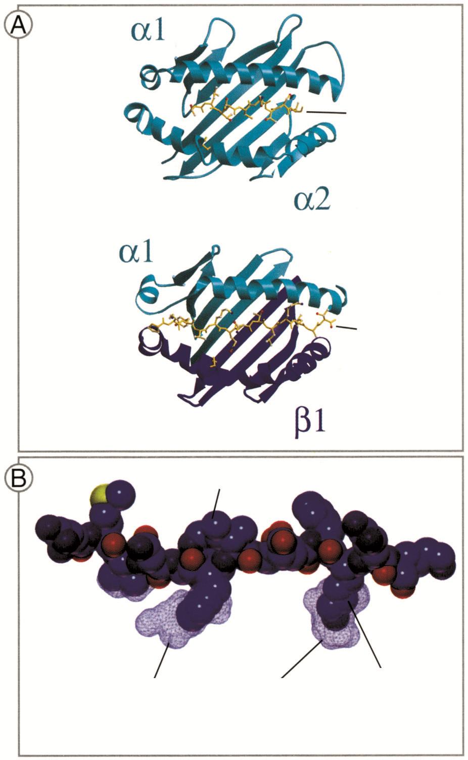 MHC sınıf I molekülü Peptit MHC sınıf II