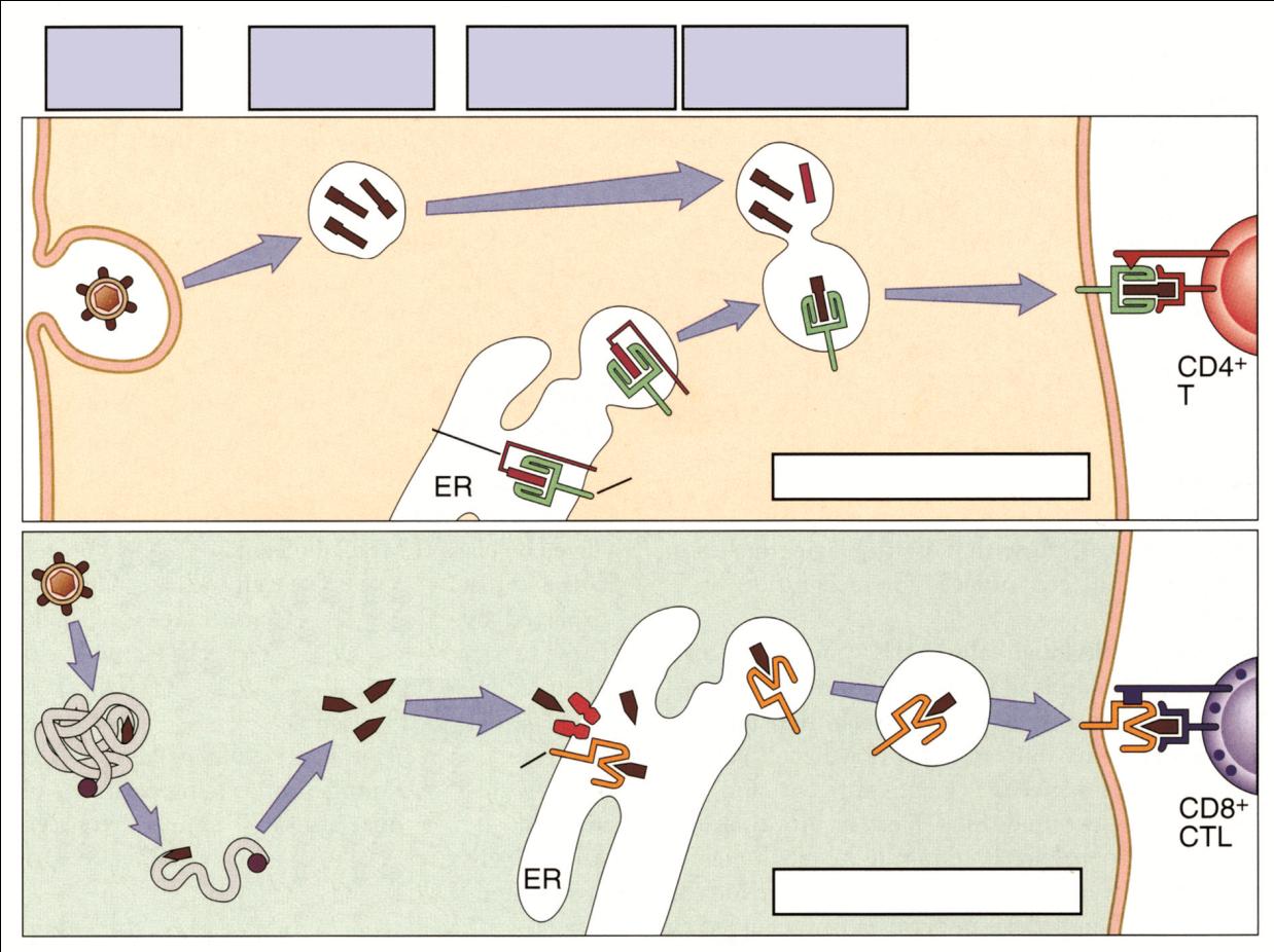 Proteinlerin İşlenme Yolakları Antijen alımı Antijen işleme MHC biyosentezi Peptid-MHC birleşmesi Endositik vesikül Hücredışı