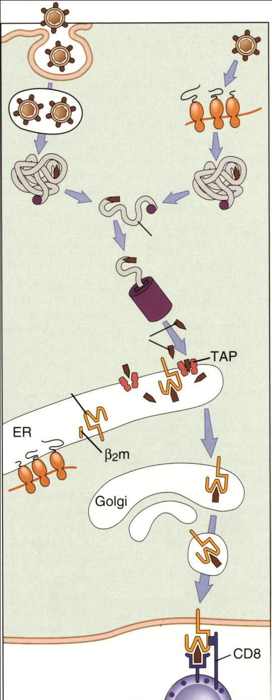 Virüs Sitosolde protein üretimi Fagozom Sitosolik proteinlerin proteolitik yıkımı Peptidlerin sitosolden ER ye taşınması İşaretli protein Yıkılacak protein Peptidler MHC