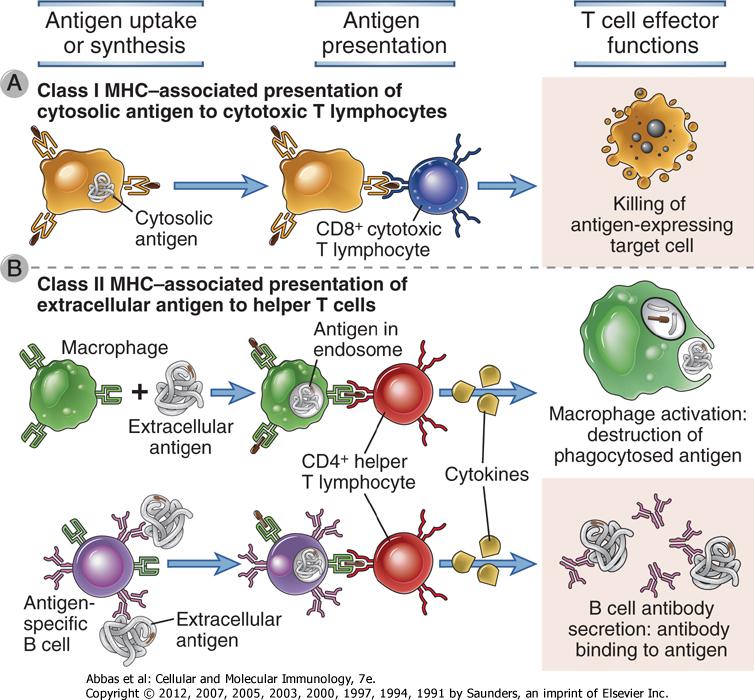 Mikropların Tanınmasında MHC nin Rolü Antijen alımı veya sentezi MHC sınıf I Antijen sunumu T hücre işlevleri MHC sınıf II CD8+
