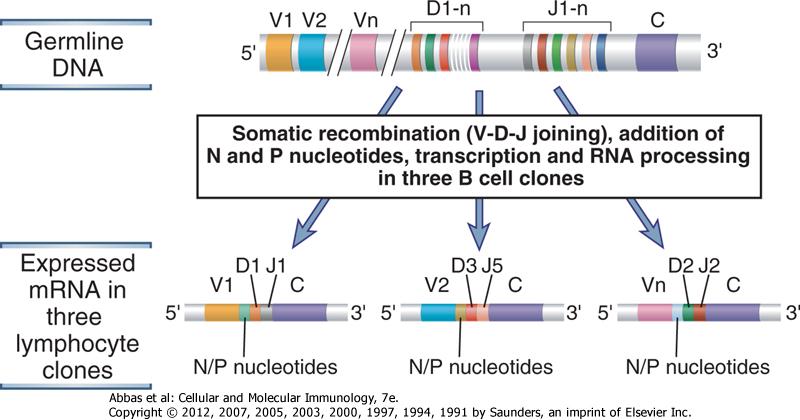 GENETİK YENİDEN DÜZENLENME Somatik rekombinasyon (V-D-J), P ve