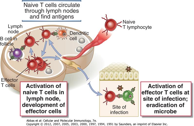 LENFOSİT DOLAŞIMI Naif T Hücreleri lenf düğümlerini dolaşır ve antijen bulur Naif T hücreleri lenf düğümünde