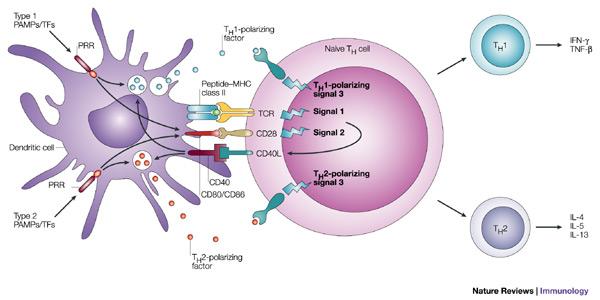 Yardımcı T Hücresinin Yönelimi Th1 ye yönlendirici faktör Naiv Th hücresi İFNg TNFb Th1