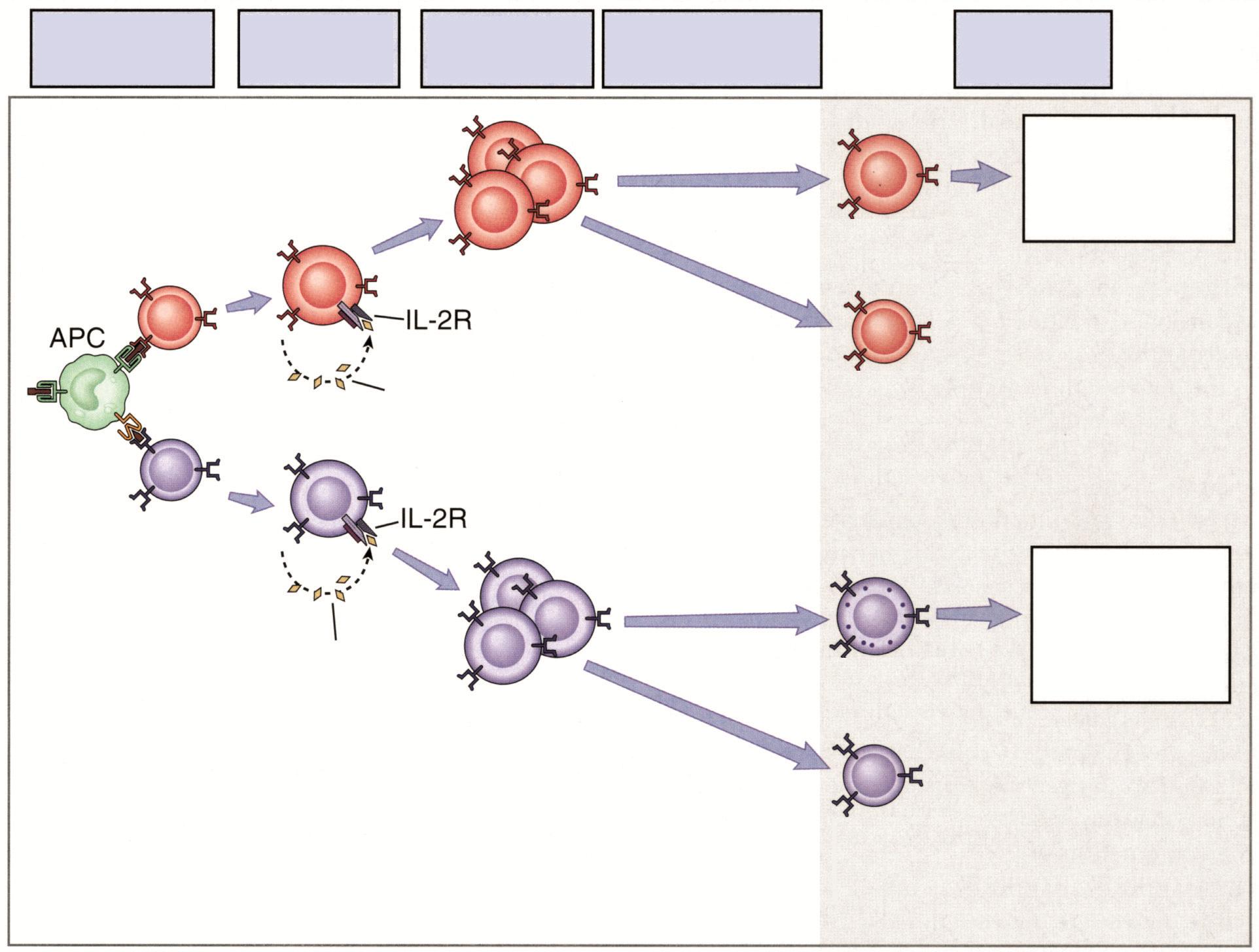 Antijen tanıma Aktivasyon Klonal çoğalma Farklılaşma Efektör işlevler Naif CD4 + T hücresi Efektör CD4 + T hücresi Makrofajlar, B hücreleri, diğer ASH Sitokin: İL-2 Bellek