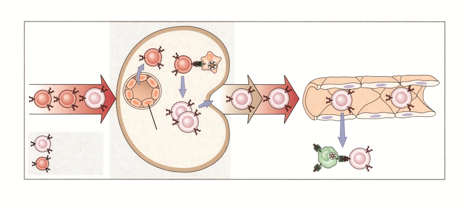 T Lenfosit Dolaşımı Lenf düğümü Periferik doku Arter Kan damarı Aktif (efektör) T hücre Naif T