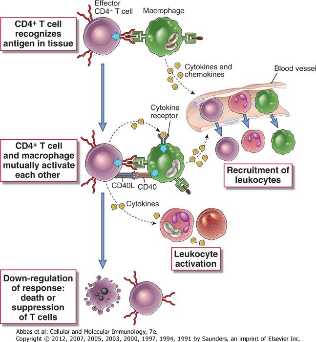 Efektör T Hücrelerinin Periferdeki Etkileşimleri CD4 + hücreler dokuda antijeni tanır CD4 + T hücreler ve makrofajlar