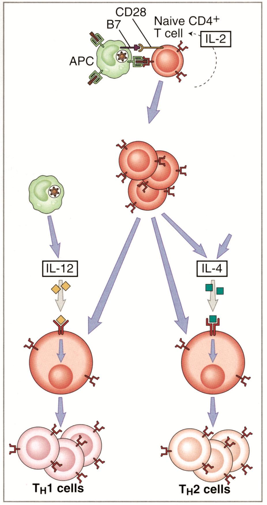 Aktif makrofaj, DH Aktif T hücresi Diğer