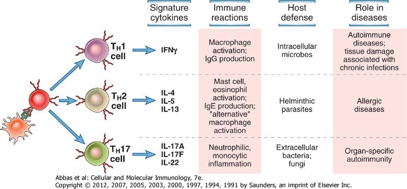 Yardımcı T Hücre İşlevleri İmza Immün Konak Hastalıkta Yanıtı Koruması Rolü Makrofaj aktivasyonu İgG üretimi Mast hücre ve eozinofil aktivasyonu İgE üretimi