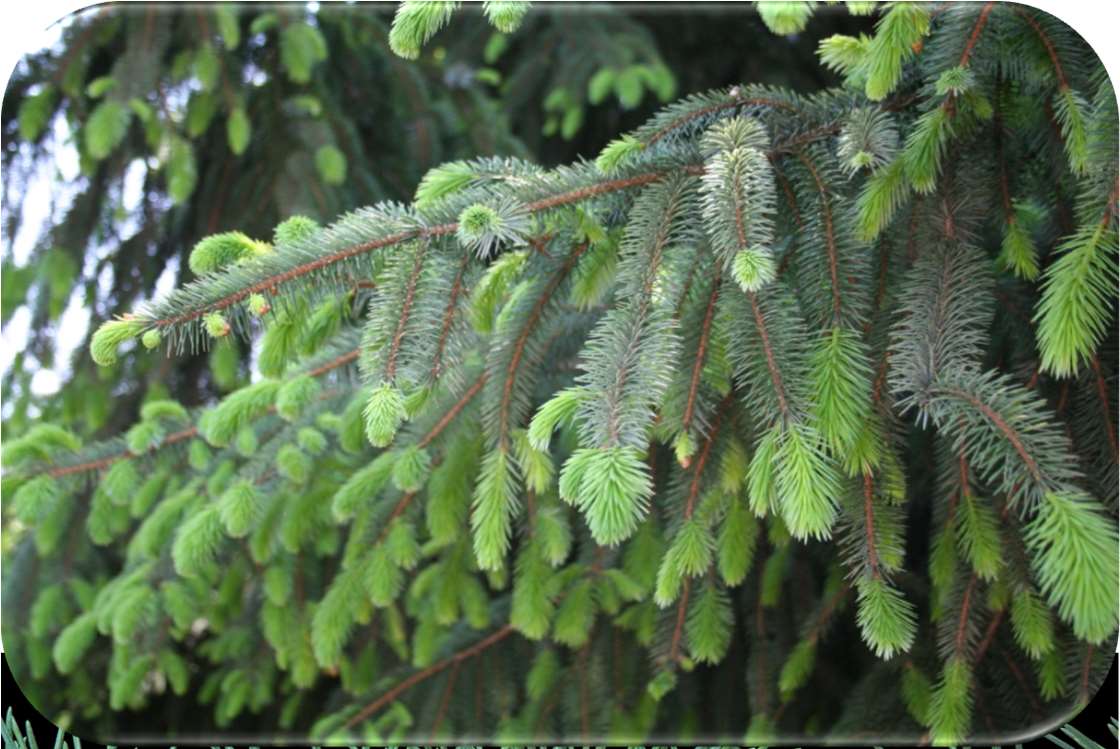 Abies Keteleeria Pseudotsuga Uzun sürgün Tsuga Picea Kısa