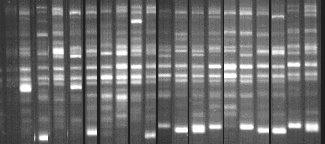 4. UBC816 Nolu ISSR Primerı ile 20 Mürdümük Genotipinde elde Edilen Sonuç Galvan ve ark (2003), 23 ISSR primerı kullanarak 3 fasulye genotipinde yaptıkları çalışmalarında 9 adet ISSR primerının