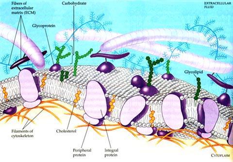 Hücre dışı matriks filamentleri Glikoprotein Karbohidrat Ekstraselüler sıvı Glikolipit Hücre iskeleti