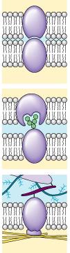 Hücreler arasında bağlanma: Zar proteinleri çeşitli tip bağlantılarla komşu hücreleri birbirine bağlar.