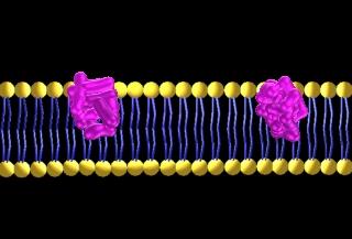 Hücre zarında ATP kullanan Proteinler Hücre zarında Belirleyici Proteinler Hücre zarında Almaç Proteinler Bazı proteinler Na/K pompasında olduğu gibi hücre zarında diffüzyona ters
