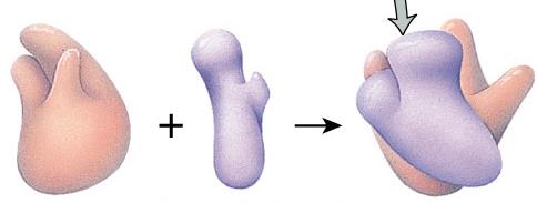 Büyük alt birim Küçük alt birim Ribozom Ökaryot hücrelerinin sitoplâzmasındaki ribozomların çökme katsayısı (S) 80 S dir.