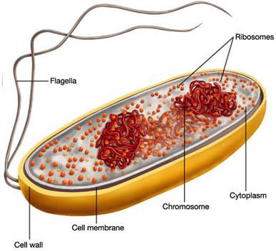 Ribozomlar Flagellum DNA Sitoplazma Hücre