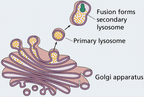 Sekonder lizozom Primer lizozom Golgi