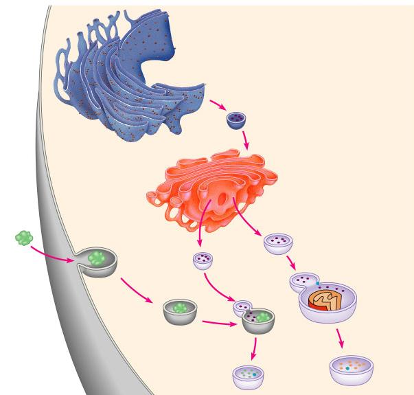 Hücre zarı GER Lizozomlar Heterofaji-Otofaji Geçit elemanı Golgi