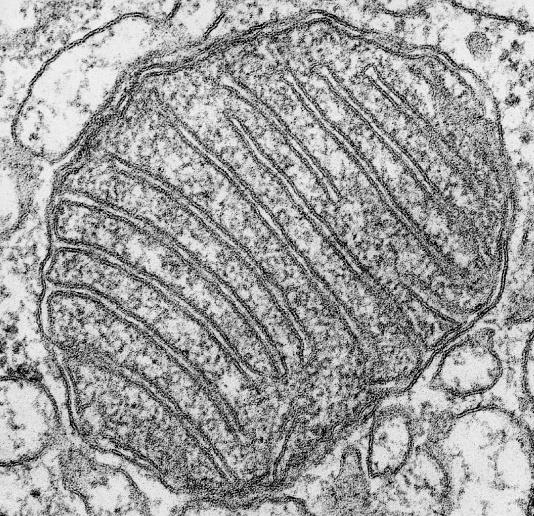 Mitokondri matrixi çift zarla sarılıdır. Dış zar düz, iç zar ise krista adı verilen çıkıntılar taşır.