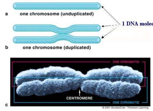 Kopyalanmamış bir kromozom Bir DNA molekülü Kopyalanmış bir