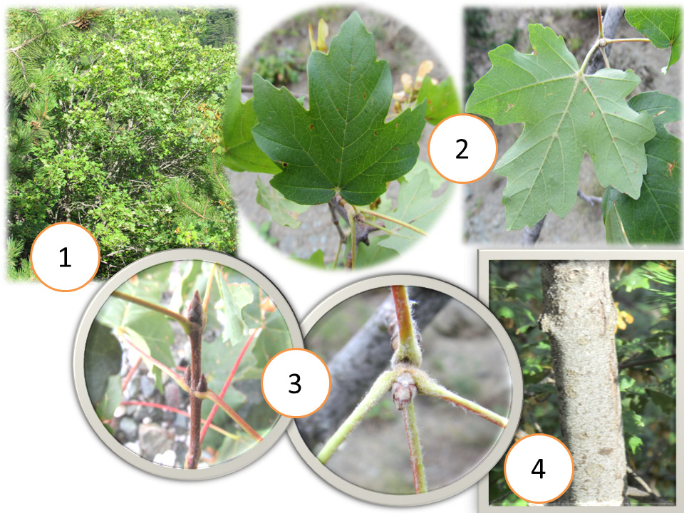 Türkiye de doğal yayılış gösteren akçaağaç (Acer) türlerinin bazı 3.11. Görseller 3.11.1. Acer hyrcanum Fich. & C. A. Mey taksonuna ait görseller Şekil 3. A. hyrcanum subsp.