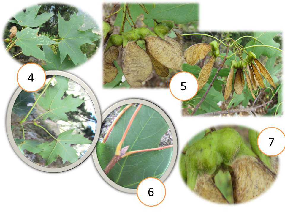 Some botanical characteristics of maple (Acer) species naturally occurring in Turkey Şekil 5. A. hyrcanum subsp.