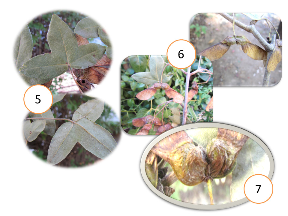 Türkiye de doğal yayılış gösteren akçaağaç (Acer) türlerinin bazı 3.10.2. Acer monspessulanum L. taksonuna ait görseller Şekil 8. A. monspessulanum subsp.