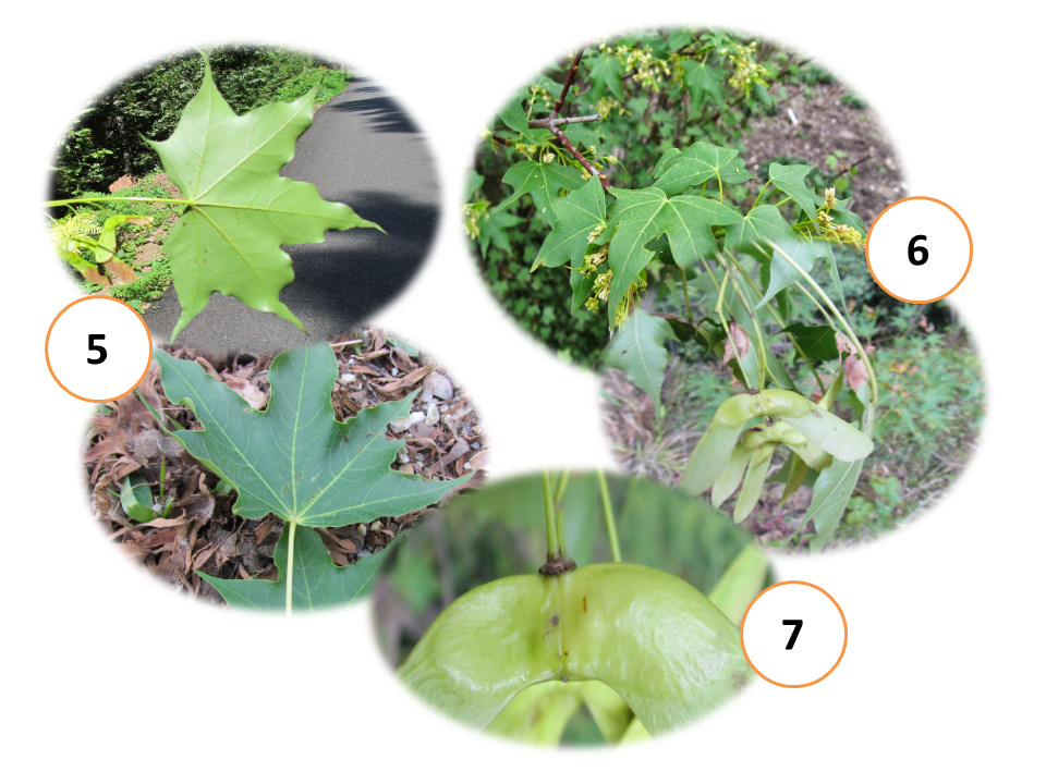 Türkiye de doğal yayılış gösteren akçaağaç (Acer) türlerinin bazı 3.10.4. Acer campestre L. taksonuna ait görseller Şekil 14. A. campestre subsp.