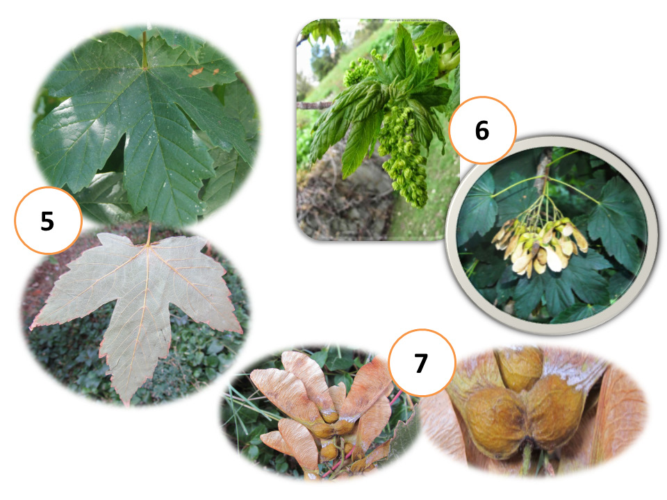 Some botanical characteristics of maple (Acer) species naturally occurring in Turkey Şekil 17. A. cappadocicum subsp.
