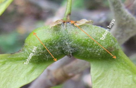 Some botanical characteristics of maple (Acer) species naturally occurring in Turkey 2. Materyal ve Yöntem 2.1.