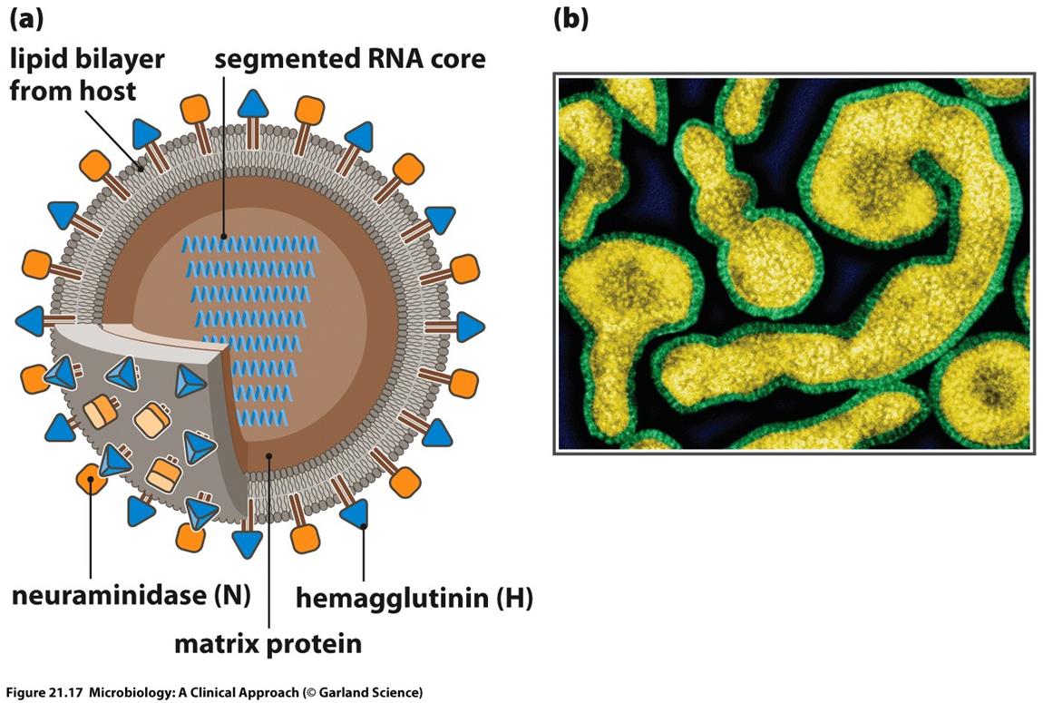 INFLUENZA Orthomyxoviridae ailesinin bir üyesi.