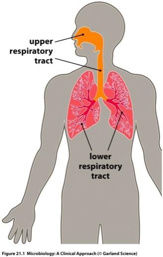 Solunum Sistemi Anatomisi Alt solunum yolu: Akciğer ve bronşlar Daha
