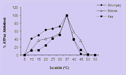 Sıcaklığın farklı doku ATPaz larına etkisi ATP miktarı