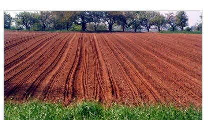 Tarım toprağı Tarım yapmak amacı ile üst toprağın işlenmesi sonucunda horizonlar birbirine karışmış ve bir pulluk zonu (veya işlenmiş toprak zonu) olan Ap horizonu gelişmiştir Orman toprağı Son 40