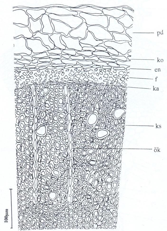 hücrelerden oluşmuş endodermis bulunmaktadır. Endodermis hücreleri 5-13 µm boyunda, 12-30 µm genişliğindedir.
