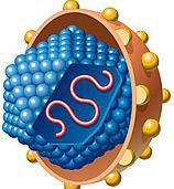 HCV viroloji Flaviviridae ailesi Hepacivirus genusunda