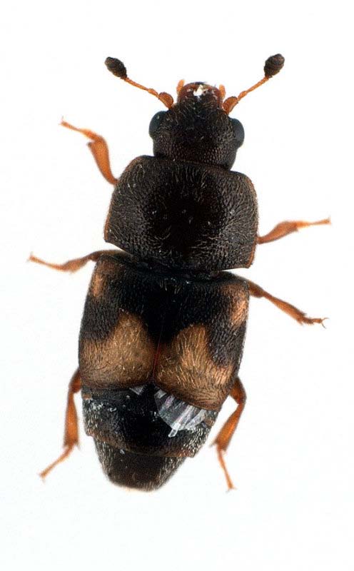 Erginler koyu kahve renkte, oval şekilde, 3-3,5 mm. boyda olup antenlerin ucu topuzludur. Elytra abdomenin sonunu örtmez.