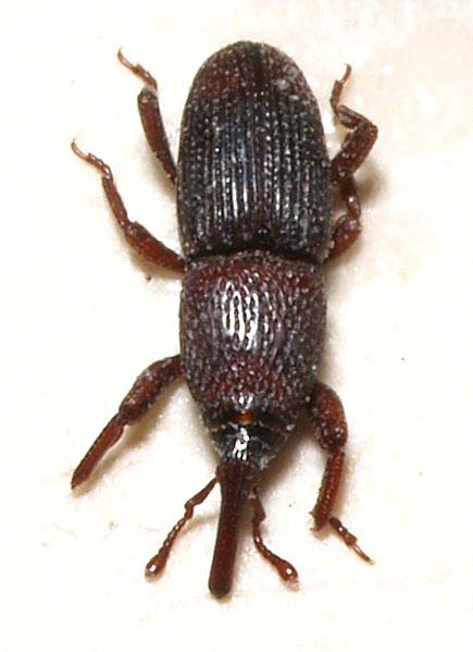 Sitophilus granarius (L.) Erginler koyu kahve veya kırmızımsı gri renkte, 3-5 mm. boydadır. Baş kısmı uzayarak hortum şeklini almıştır. Bu hortumun ucunda bir çift kuvvetli mandibula yer alır.