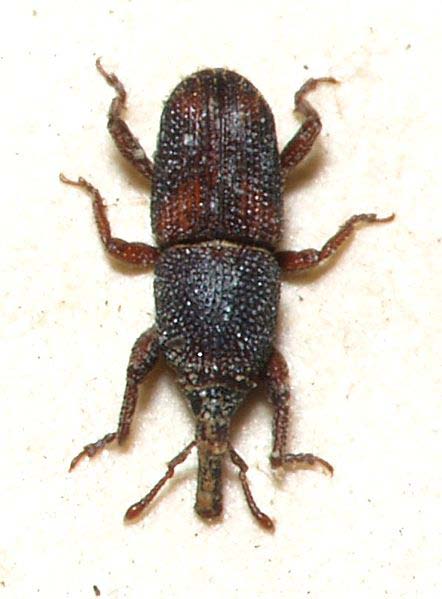 Sitophilus oryzae (L.) (Pirinç biti) Erginler kırmızımsı gri veya grimsi kahverenginde 2.5-4 mm. kadar boydadır. Şekil olarak bir önceki türe benzer.