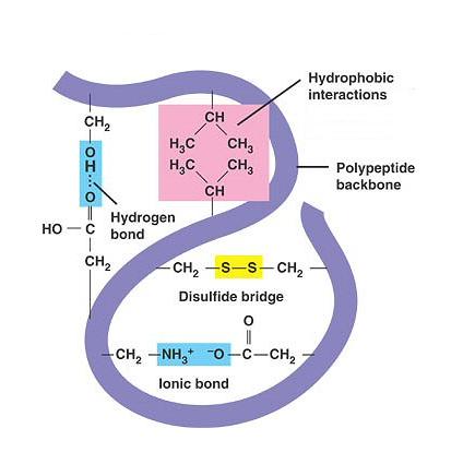 TERSĠYER (ÜÇÜNCÜL YAPI) Polipeptidin daha da kıvrılıp katlanmıģ hali Amino asit yan zincirleri arasındaki H