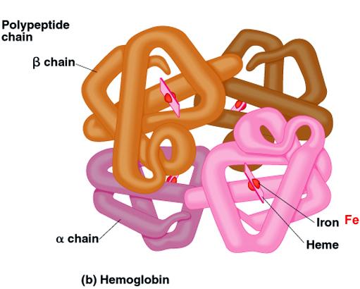 Bazı proteinler kovalent veya kovalent olmayan bağlarla bir arada tutulan 1 den fazla sayıda polipeptit