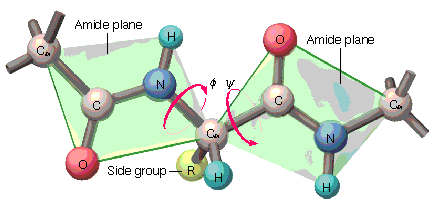 1950 lerde X-ıĢınları kırınımı yöntemiyle çalıģan Linus Pauling ve ark. nın önerilerine göre: Polipeptit omurgasında yer alan bağ açıları (, phi ve, psi) ve uzunlukları hemen hemen sabittir.