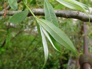 Salix: Söğüt Seksiyon Amerina: (a=3.