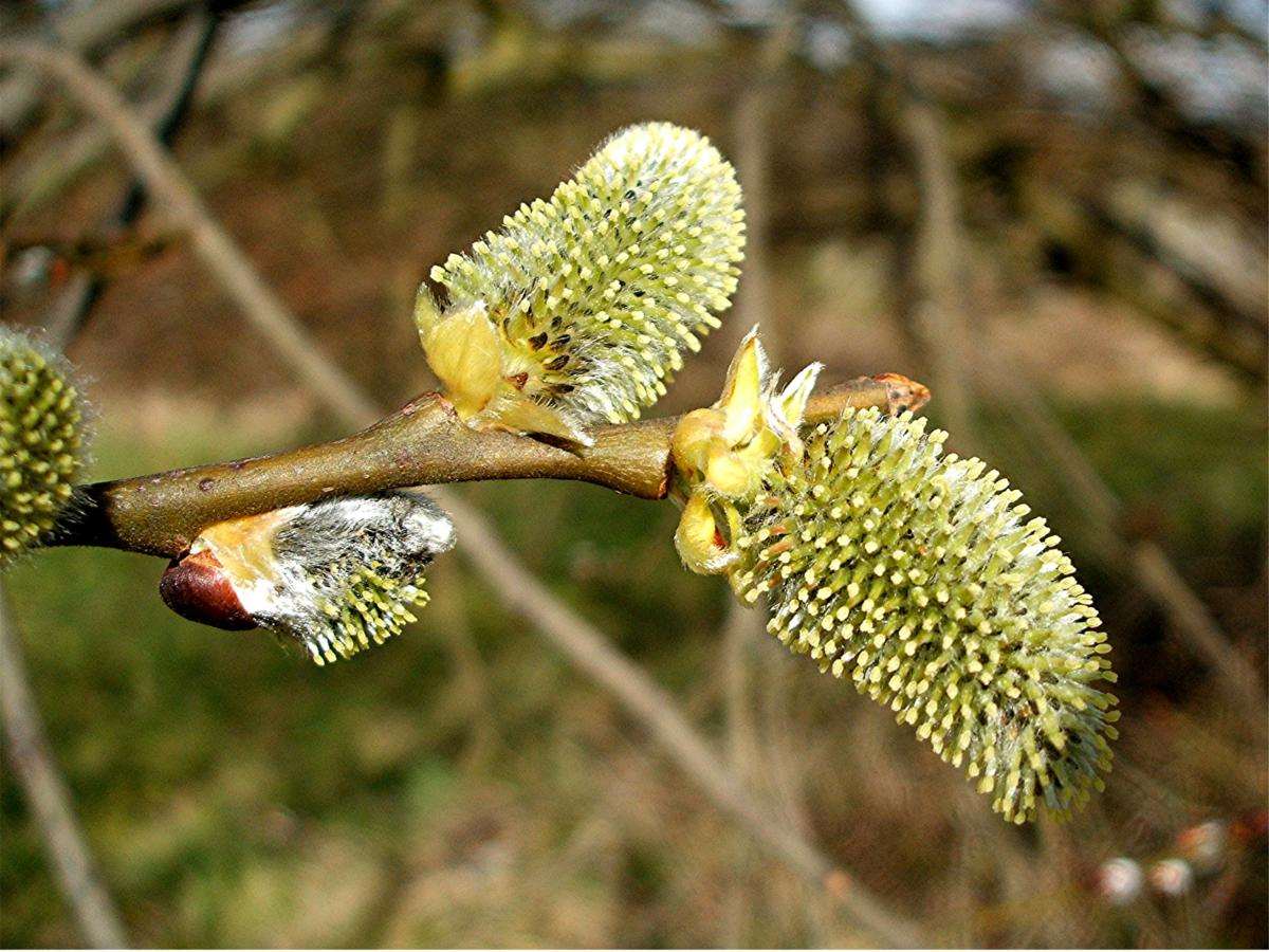 Salix