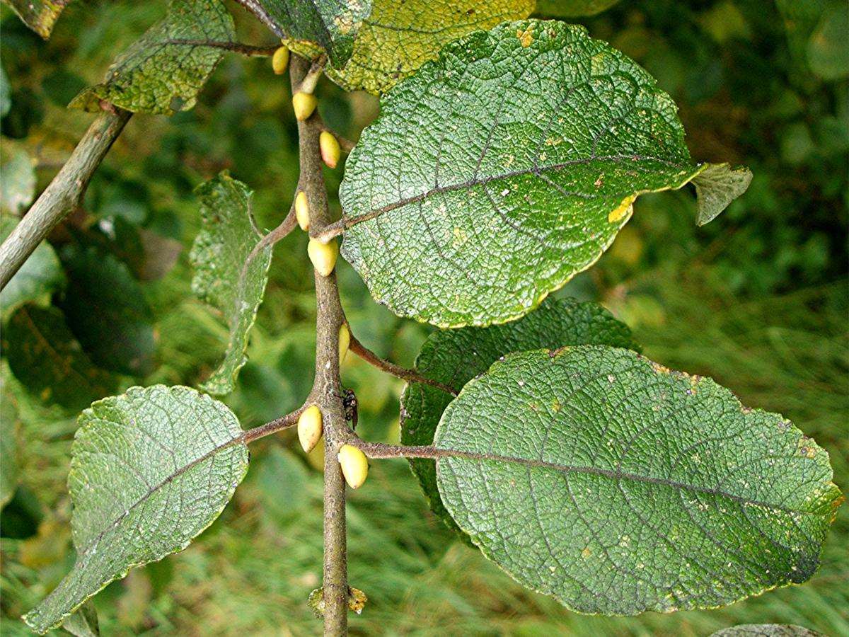 Salix