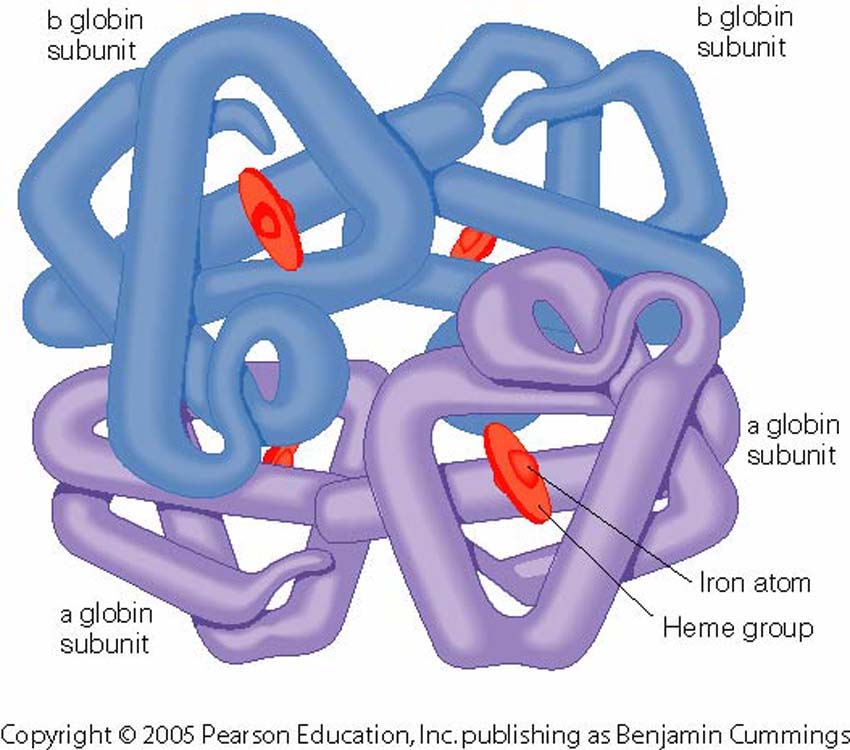 Protein Yapısı Hemoglobin Proteinin